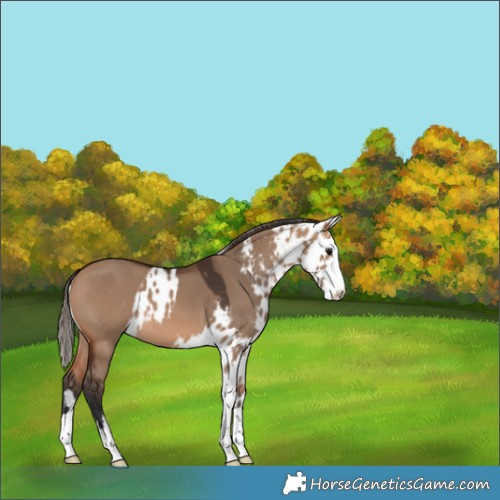 Horse Color:Bay Dun Skewed Appaloosa