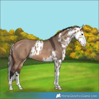 Horse Color:Bay Dun Skewed Appaloosa