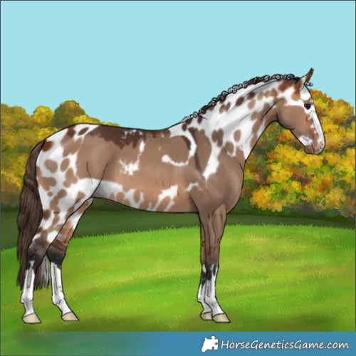 Horse Color:Bay Dun Skewed Appaloosa