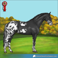 Horse Color:Black Skewed Appaloosa 