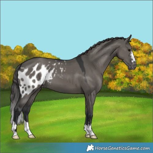Horse Color:Grullo Skewed Appaloosa 