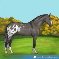 Horse Color:Grullo Skewed LP Spotted