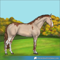 Horse Color:Red Dun Skewed LP Spotted 