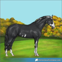 Horse Color:Black Skewed LP Spotted