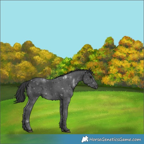 Horse Color:Black 