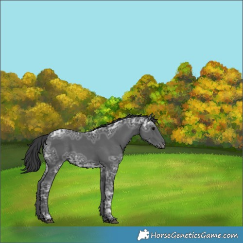 Horse Color:Black Ice 