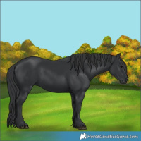 Horse Color:Black 