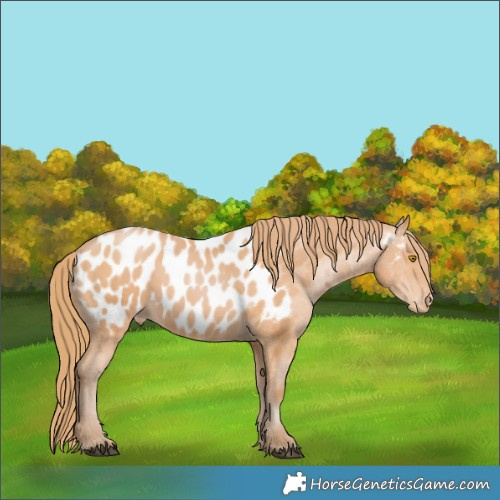 Horse Color:Bay Pearl Near Leopard 