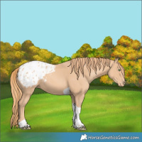 Horse Color:Gold Champagne Tobiano Blanket 