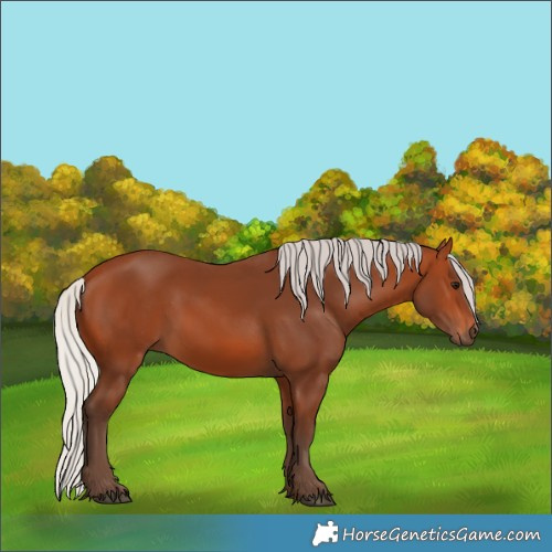 Horse Color:Silver Bay Rabicano 