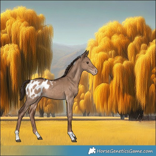 Horse Color:Liver Red Dun Tobiano Appaloosa 