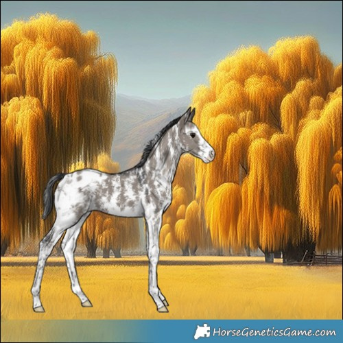 Horse Color:Grullo Sabino Appaloosa 