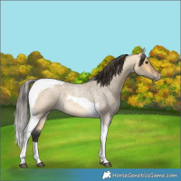 Horse Color:Buckskin Roan Dun Tobiano
