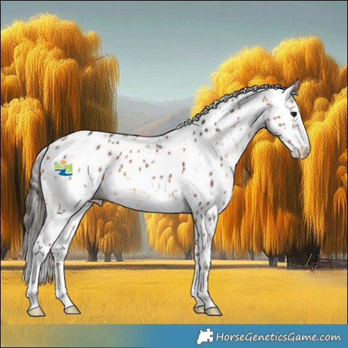 Horse Color:White Spotted Bay Appaloosa 