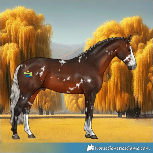 Horse Color:Gray White Spotted Silver Bay Sabino 