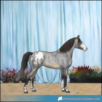 Horse Color:Buckskin Roan Sabino Appaloosa