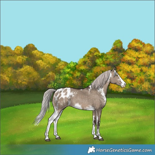 Horse Color:Silver Brown Dun Sabino Appaloosa 