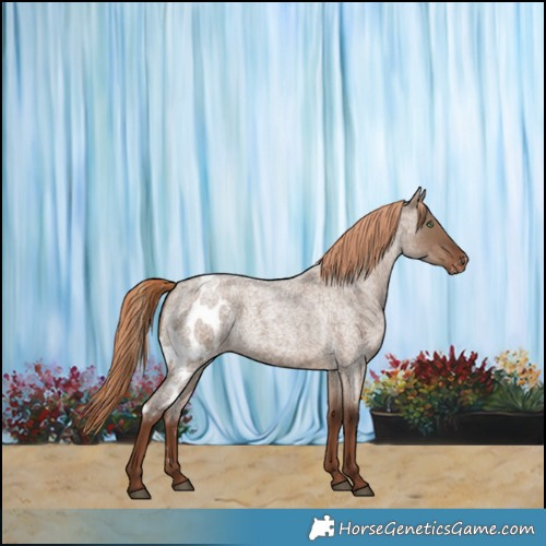 Horse Color:Liver Red Dun Roan Skewed Appaloosa 