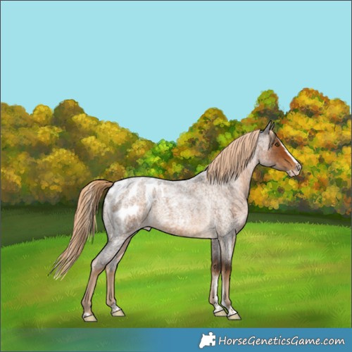 Horse Color:Powder White Chocolate Palomino Roan Splash Frame Appaloosa 