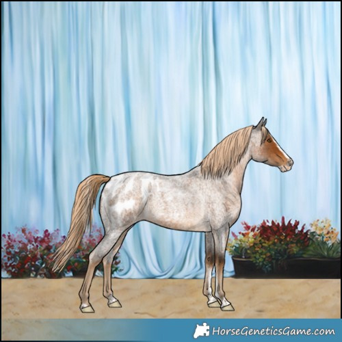 Horse Color:Powder White Chocolate Palomino Roan Splash Frame Appaloosa 