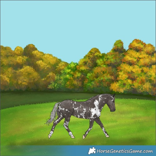 Horse Color:White Spotted Silver Black Rabicano