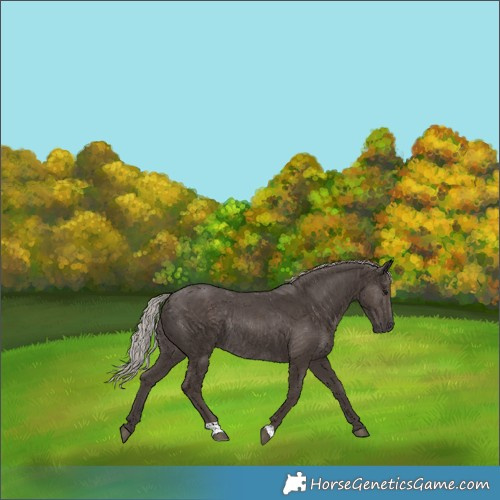 Horse Color:Silver Black Rabicano