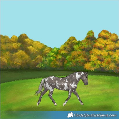 Horse Color:White Spotted Silver Black Rabicano