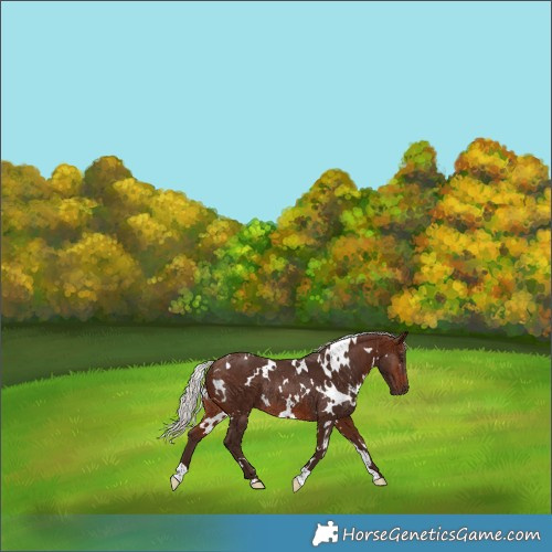 Horse Color:White Spotted Silver Brown Rabicano 
