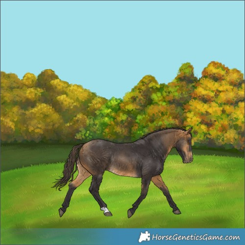 Horse Color:Buckskin Rabicano 