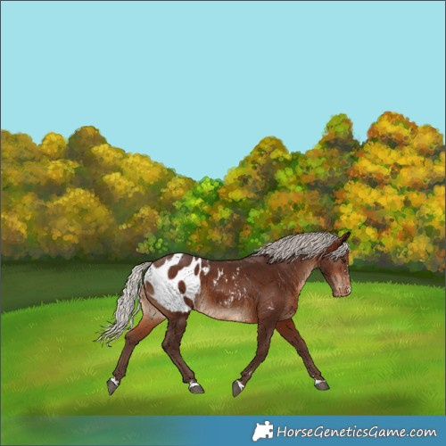 Horse Color:Silver Brown Appaloosa 
