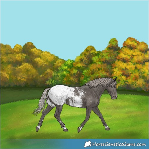 Horse Color:Silver Black Appaloosa