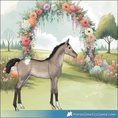 Horse Color:Brown Dun Appaloosa Rabicano