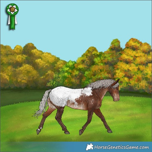 Horse Color:Silver Brown Appaloosa 