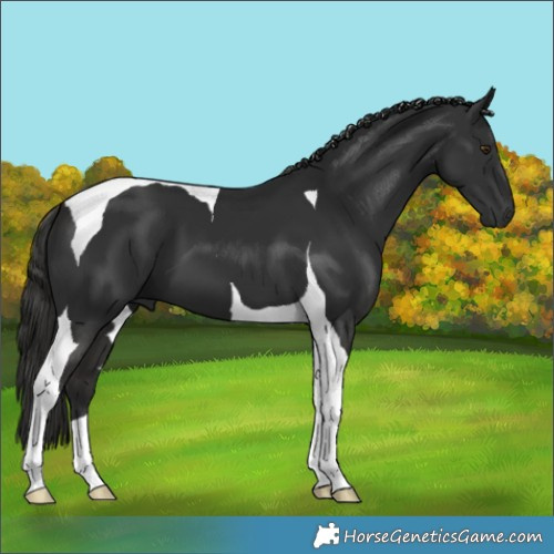 Horse Color:Liver Chestnut Tobiano 