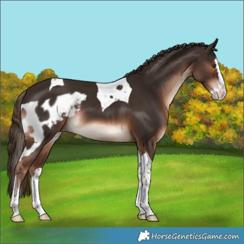 Horse Color:Liver Chestnut Splash Tobiano Skewed Appaloosa