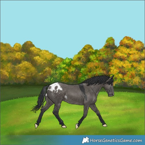 Horse Color:Grullo Skewed Appaloosa 
