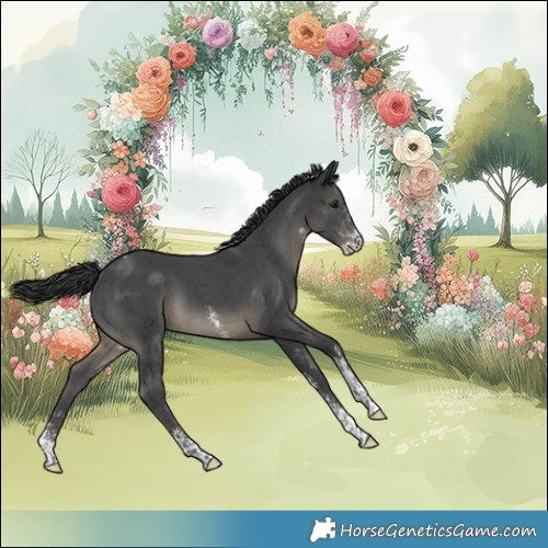 Horse Color:Black Sabino Appaloosa 