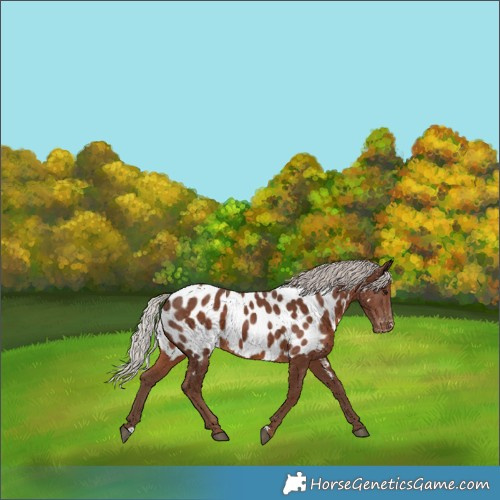 Horse Color:Silver Black Appaloosa
