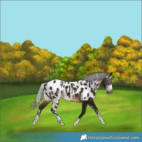 Horse Color:Powder White Gray Silver Brown Skewed Appaloosa 