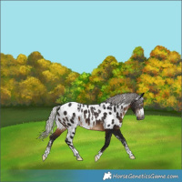 Horse Color:Powder White Gray Silver Brown Skewed Appaloosa 