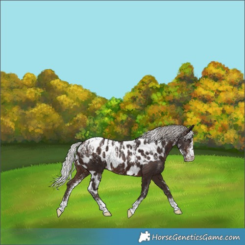 Horse Color:Powder White Silver Brown Skewed Appaloosa