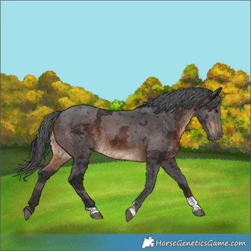 Horse Color:Brown Merle Tobiano Rabicano 