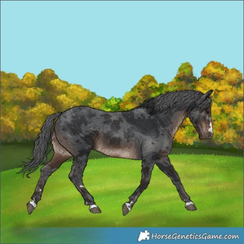Horse Color:Brown Merle Rabicano