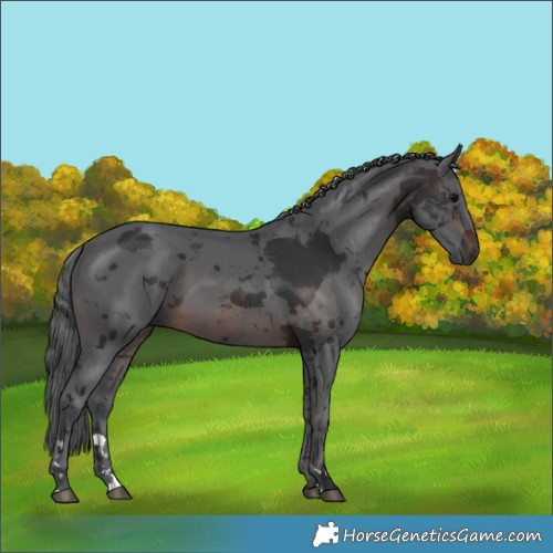 Horse Color:Brown Merle