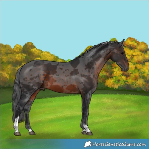 Horse Color:Brown Merle Tobiano