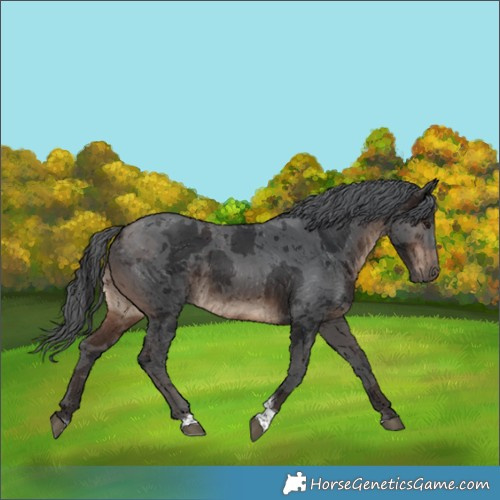 Horse Color:Brown Merle Tobiano