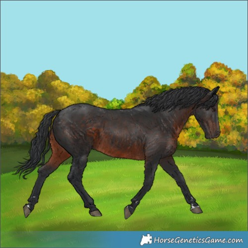 Horse Color:Brown Rabicano 