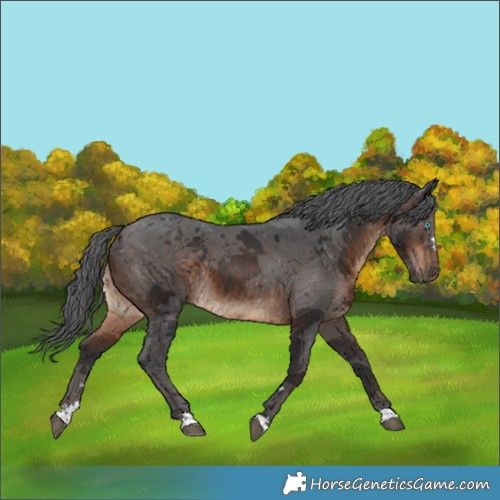 Horse Color:Brown Merle Rabicano