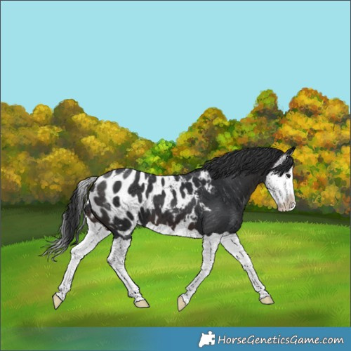 Horse Color:Brown Splash Appaloosa 
