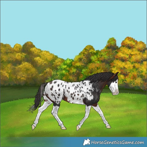 Horse Color:Brown Splash Appaloosa